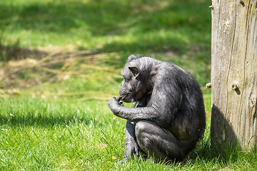 Image showing Old chimp eating fruit