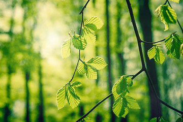 Image showing Beech leaves at springtime