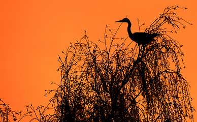 Image showing Heron in a tree