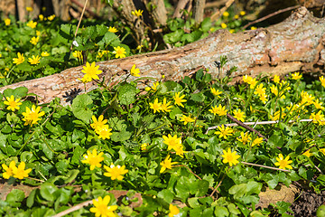 Image showing Buttercup flowers in a forest