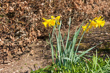 Image showing Daffodils on a spring day