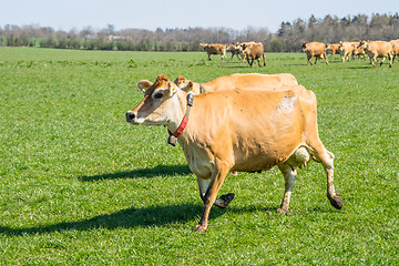 Image showing Jersey cattle running on a field