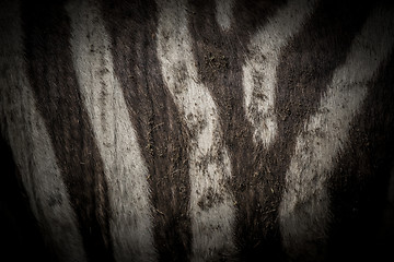 Image showing Zebra skin dark background