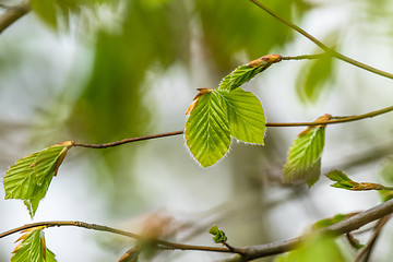 Image showing Beech leaves in the spring