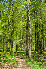 Image showing Beech forest in green colors