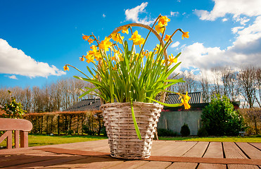 Image showing Daffodils on a table