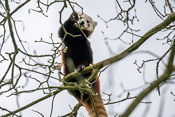 Image showing Red panda climbing in a tree