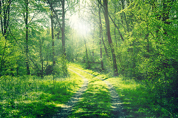 Image showing Road in a green forest with sunshine