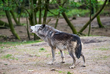 Image showing Wolf howling in nature