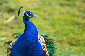 Image showing Peacock on green background