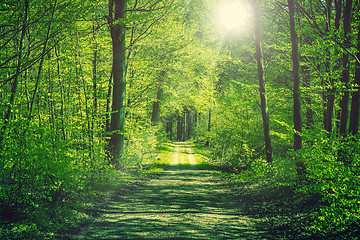 Image showing Road going through a green forest