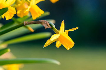 Image showing Daffodils in the springtime