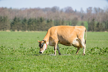 Image showing Jersey cow frazing on a field