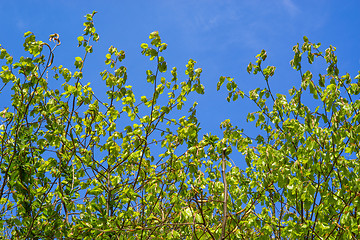 Image showing Beech leaves on blue background