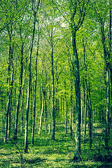 Image showing Beech forest at springtime