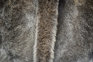 Image showing Fur background with a tail