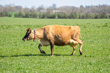 Image showing Jersey cow on green grass