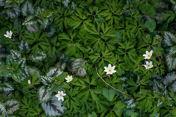 Image showing Anemone flower in a garden