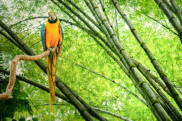 Image showing Parrot in the jungle