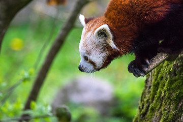 Image showing Red panda in a tree