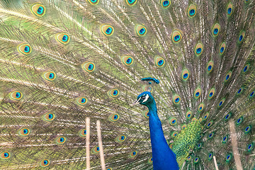 Image showing Peacock with open feathers