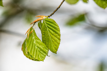 Image showing Beech leaves on a twig