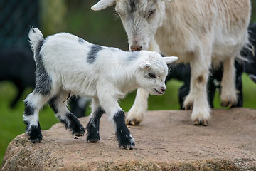 Image showing Goat kid with its mother