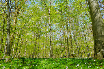 Image showing Forest with beech trees