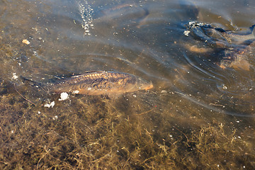 Image showing Carp fish in a pond