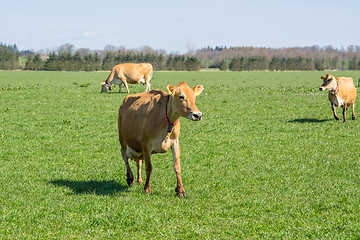 Image showing Jersey cows running on grass