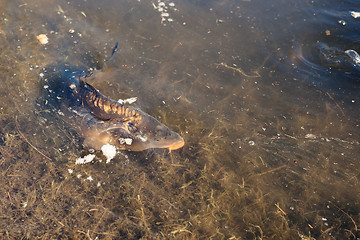 Image showing Carp fish in a lake