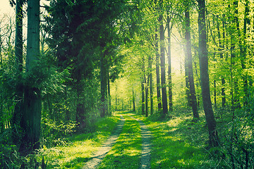 Image showing Path in a green forest