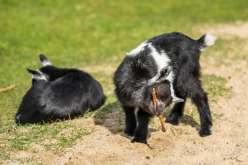 Image showing Goat kids on a field