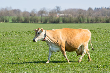 Image showing Jersey cow on a green field