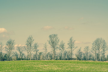 Image showing Trees on a green field