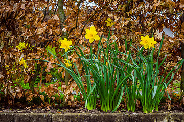 Image showing Daffodils in the rain