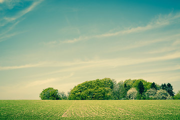 Image showing Field landscape with trees