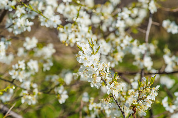 Image showing Prunus Cerasifera tree with white flowers