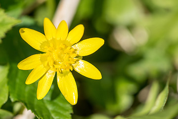 Image showing Buttercup flower close-up