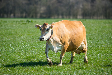 Image showing Jersey cow on grass