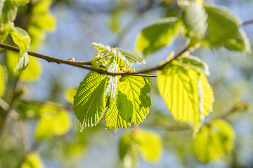 Image showing Fresh green beech leaves