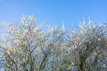 Image showing Prunus Cerasifera tree in the spring