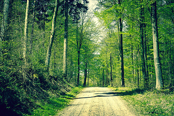 Image showing Road in the forest at springtime