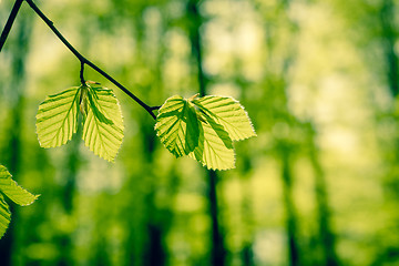 Image showing Forest with beech leaves