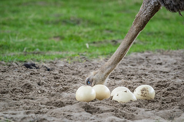 Image showing Ostrich looking at it\'s eggs