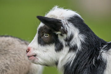 Image showing Goat kid head close-up