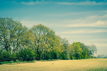 Image showing Landscape with trees on a field