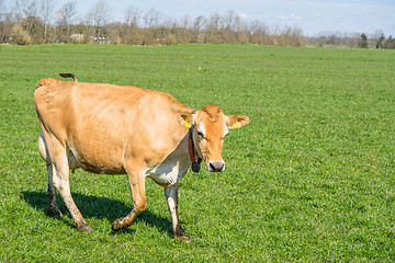 Image showing Jersey cow walking on grass