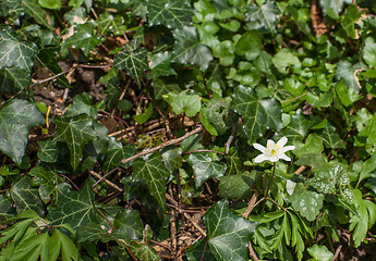 Image showing Anemone flower with ivy