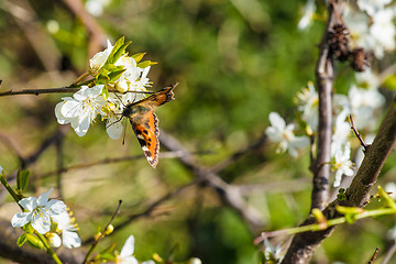 Image showing Butterfly on a white flower